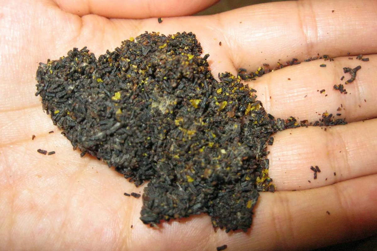    Вот так выглядят экскременты восковой моли. Удивительный факт: их советуют... принимать внутрь. Любители нетрадиционной медицины утверждают, что они помогают бороться с астмой, туберкулезом, насморком, кашлем, расстройствами нервной системы и болезнями ЖКТ. (Но мы сторонников таких методов , конечно же, не поддерживаем, а тебе напоминаем, что не надо заниматься самолечением.)Фото: соцсети