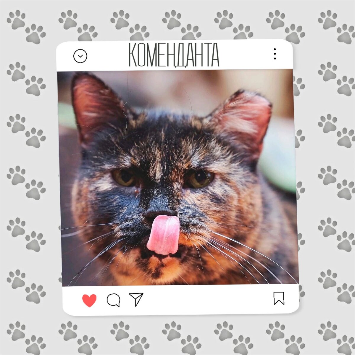 Кошка Коменданта ищет дом ✨️💕 | Приют для кошек 