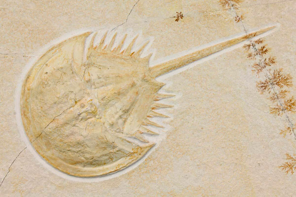 На изображении представлен редкий ископаемый мечехвост (Mesolimulus walchi) из знаменитого месторождения Solnhofen Lagerstätte в Германии. Размер ископаемого составляет примерно 14 сантиметров в длину и он хорошо сохранился в большом куске известняка.