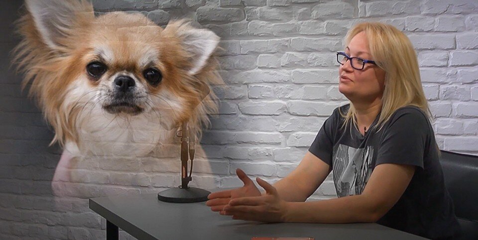    В Мурманской области владельцы собак занимаются со своими питомцами кинологическим видом спорта аджилити. Фото: скриншот видео / MOST / www.youtube.com/@mostproduction51