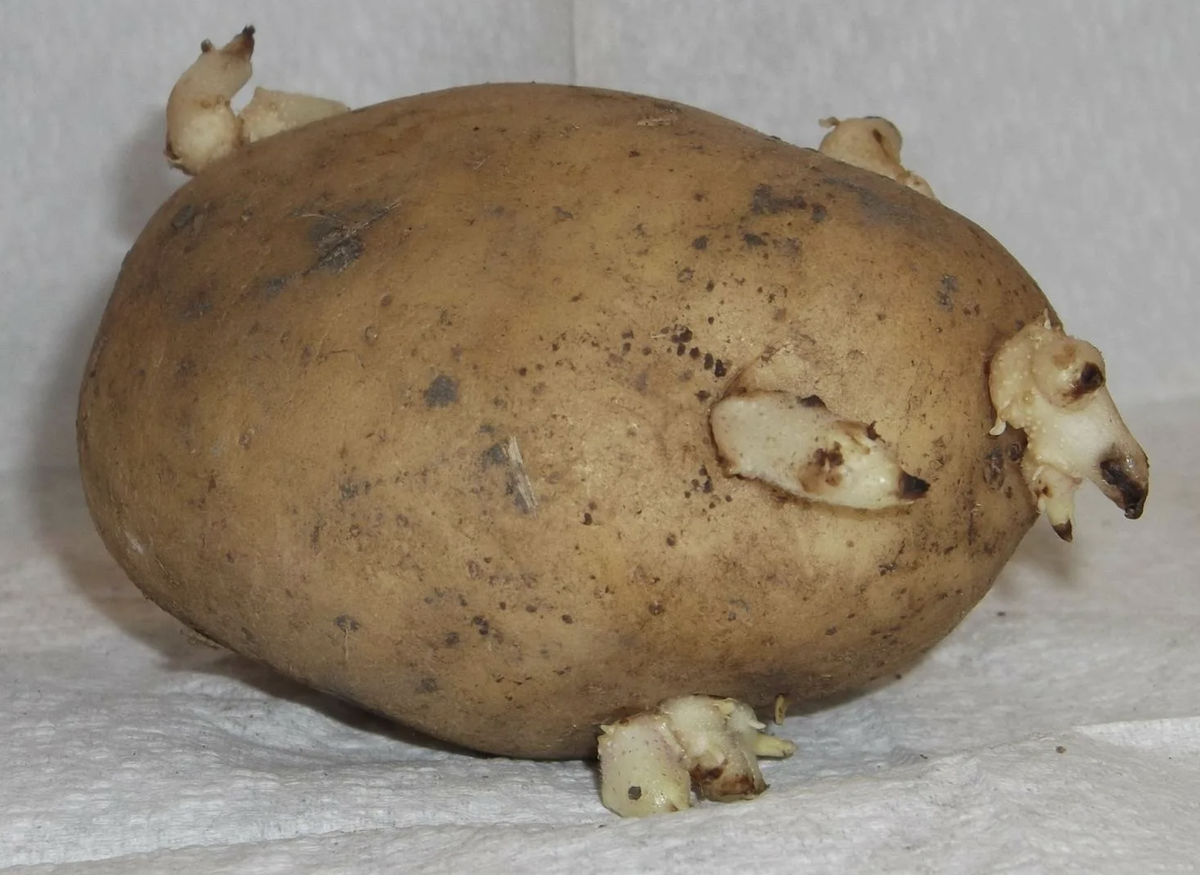 В преддверии огородного сезона, очень многие садоводы обсуждают новый метод посадки картофеля который узнали из Китая.