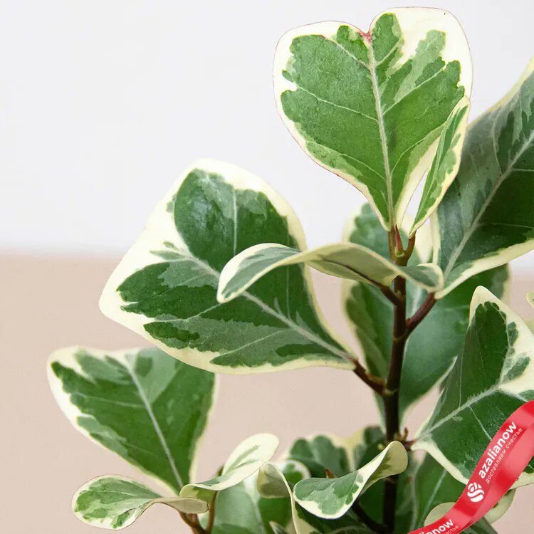 Фото: фикус треугольный вариегатный с сайта AzaliaNow.ru