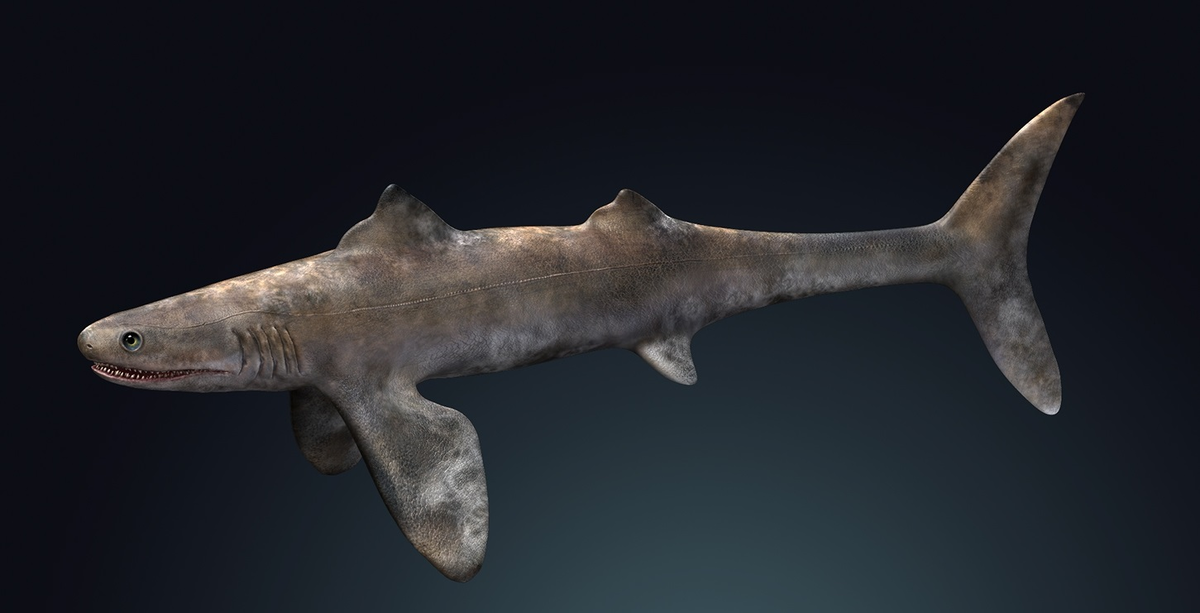 картинка взята из https://paleohunters.ru/blog/article/sharks_history/