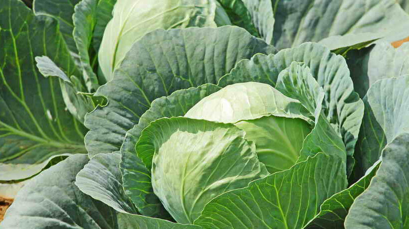 Капуста у меня уже лет 15 растет без проблем. Не жалуюсь на урожай. 
