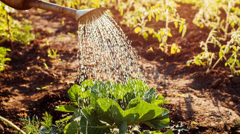 Агроном рассказал чем подкормить капусту чтобы она расла, "как на дрожжах". Кочаны — хранятся до нового сезона