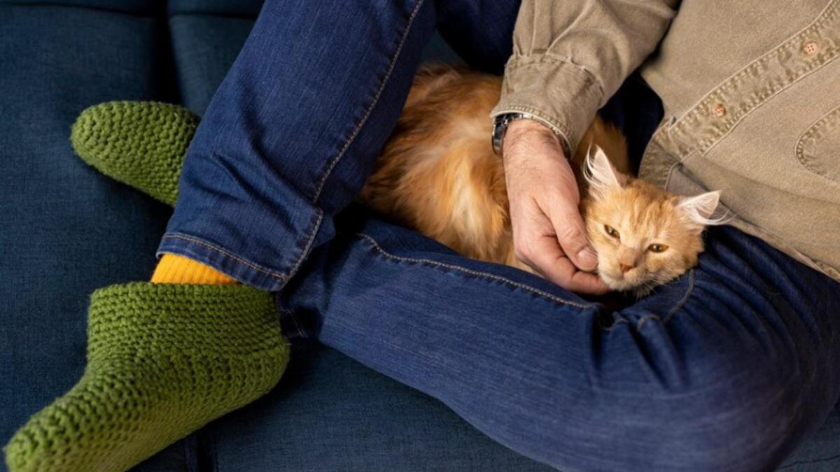    Кошка лежит на руках у хозяина:Freepik