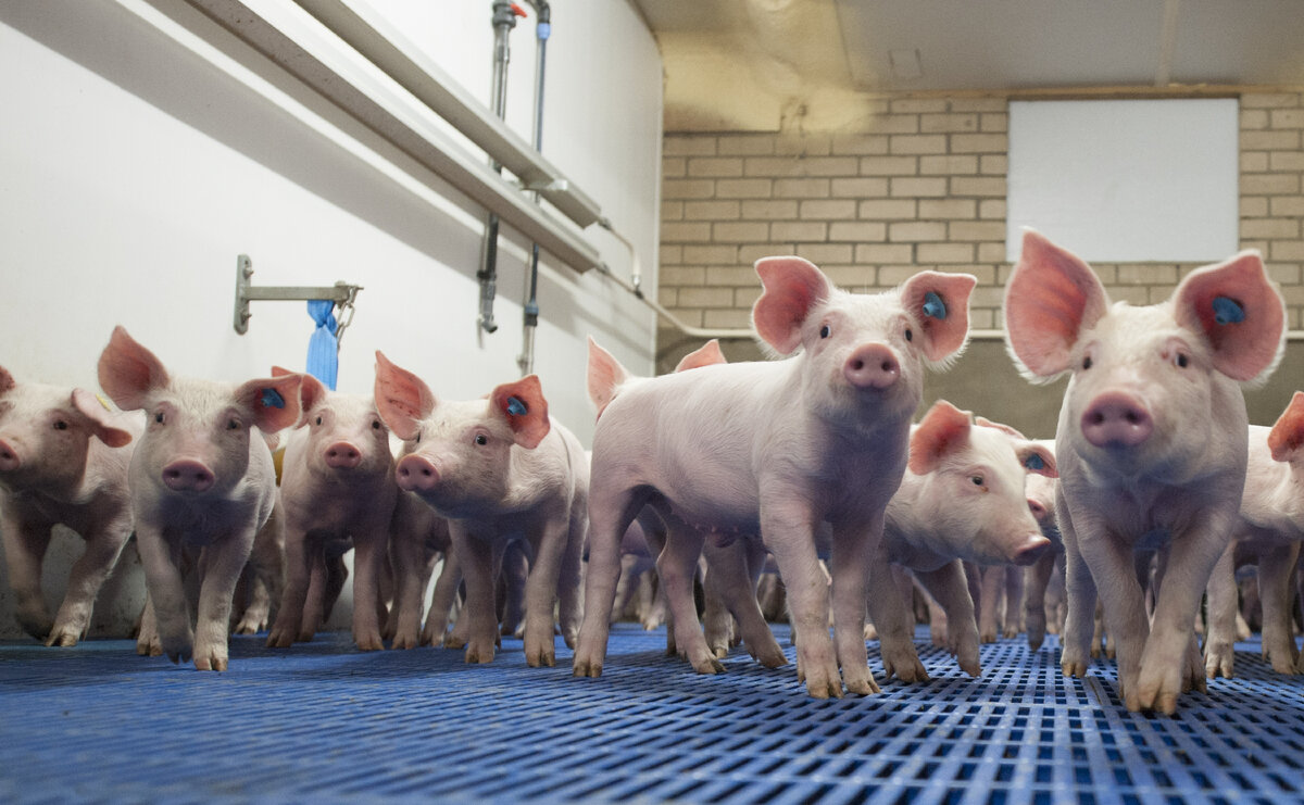 Доказано, что для ведения эффективного свиноводческого хозяйства предприятия должны получать не менее 30 откормленных товарных свиней в год, так как в таком случае снижаются расходы на свиноматок и...