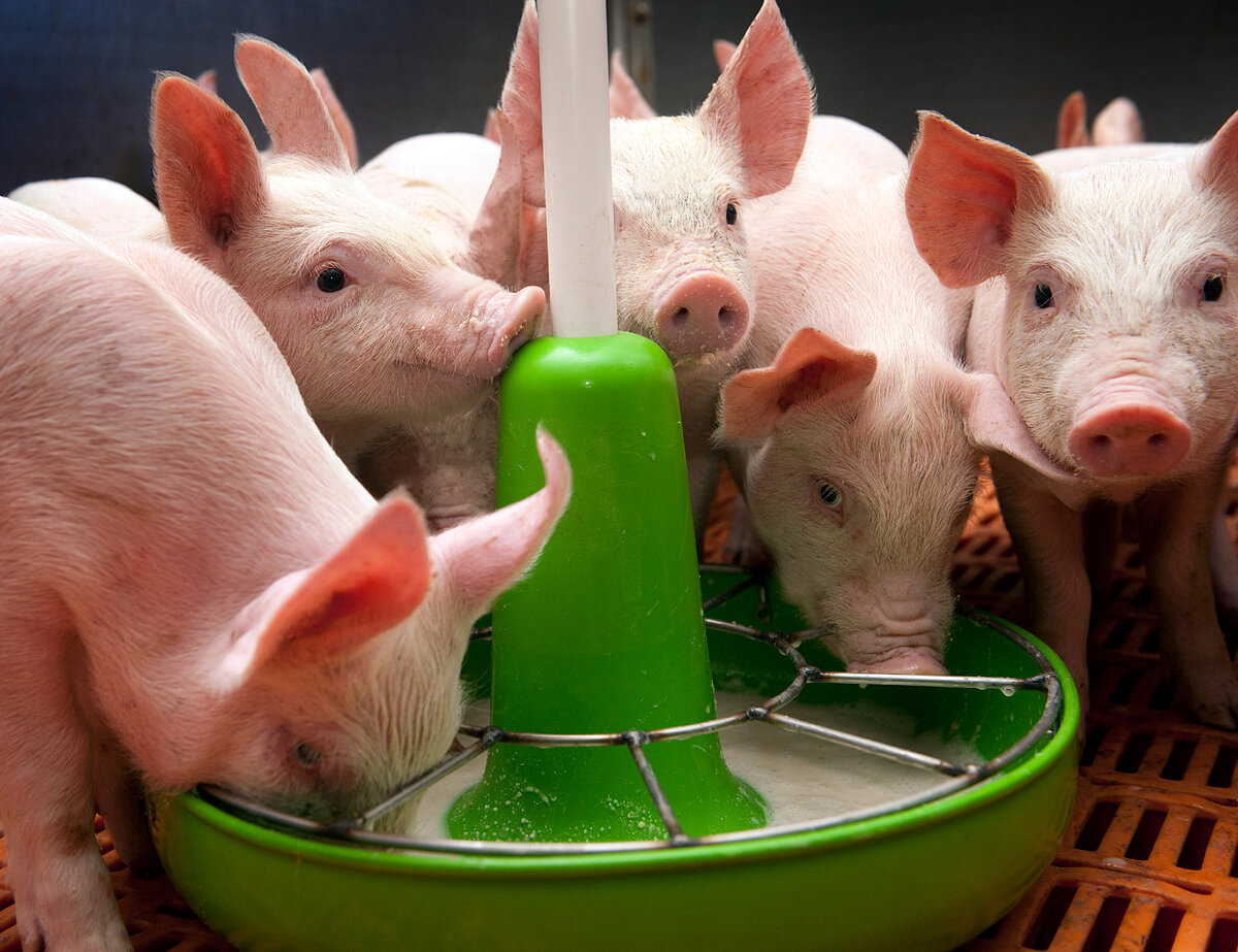 Доказано, что для ведения эффективного свиноводческого хозяйства предприятия должны получать не менее 30 откормленных товарных свиней в год, так как в таком случае снижаются расходы на свиноматок и...-2