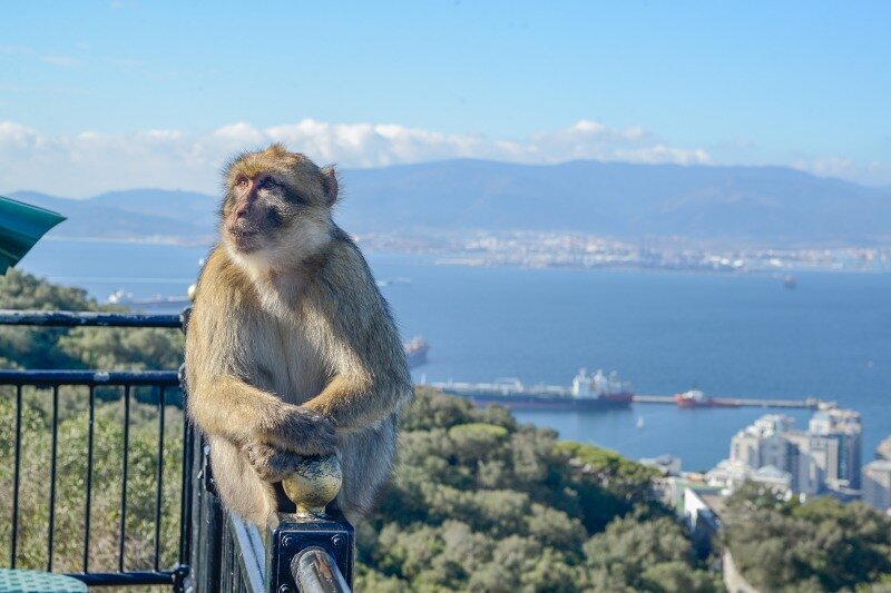 Маготы - бесхвостые макаки, последние гоминиды Европы. Гибралтар, вид на Африку. 