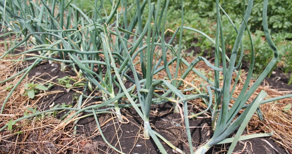 Почему у лука желтеют кончики перьев и что с этим делать?