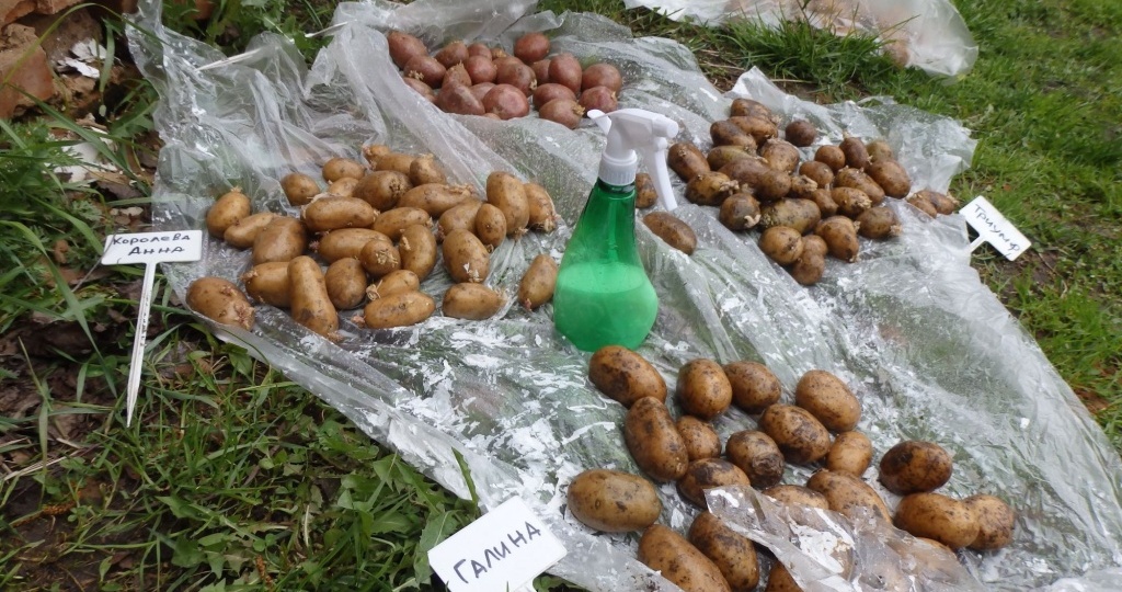 Обработка картофеля перед посадкой для защиты от колорадского жука и проволочника