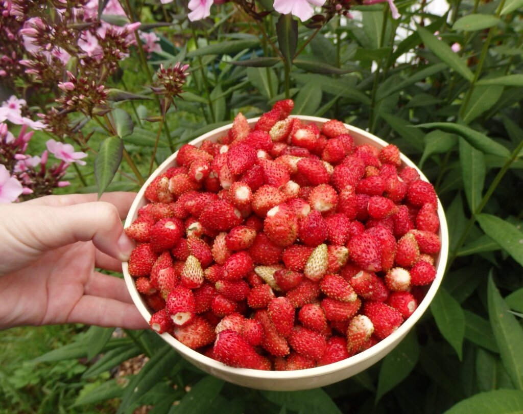  Земляника Руяна