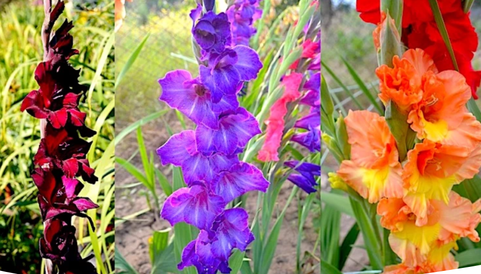 Посадка гладиолусов весной: подготовка луковиц и правильная высадка в открытый грунт