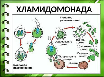 Хламидомонада — водоросль 