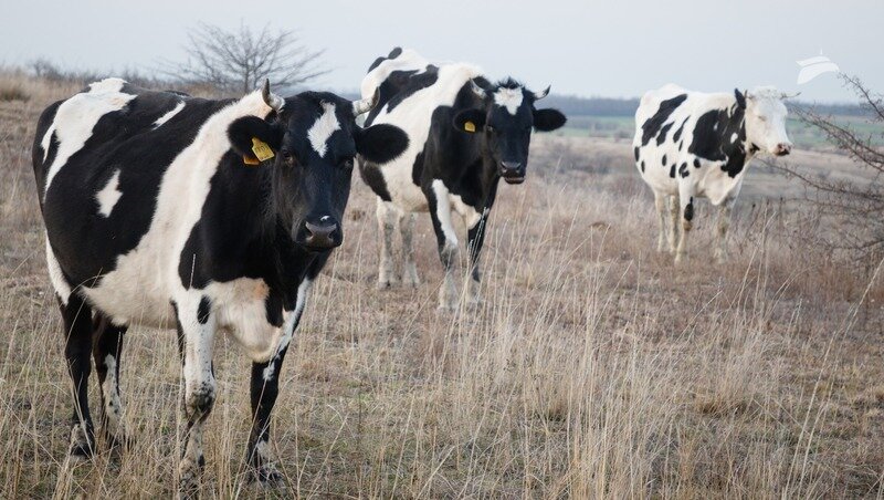      Фото: ИА «Победа26»