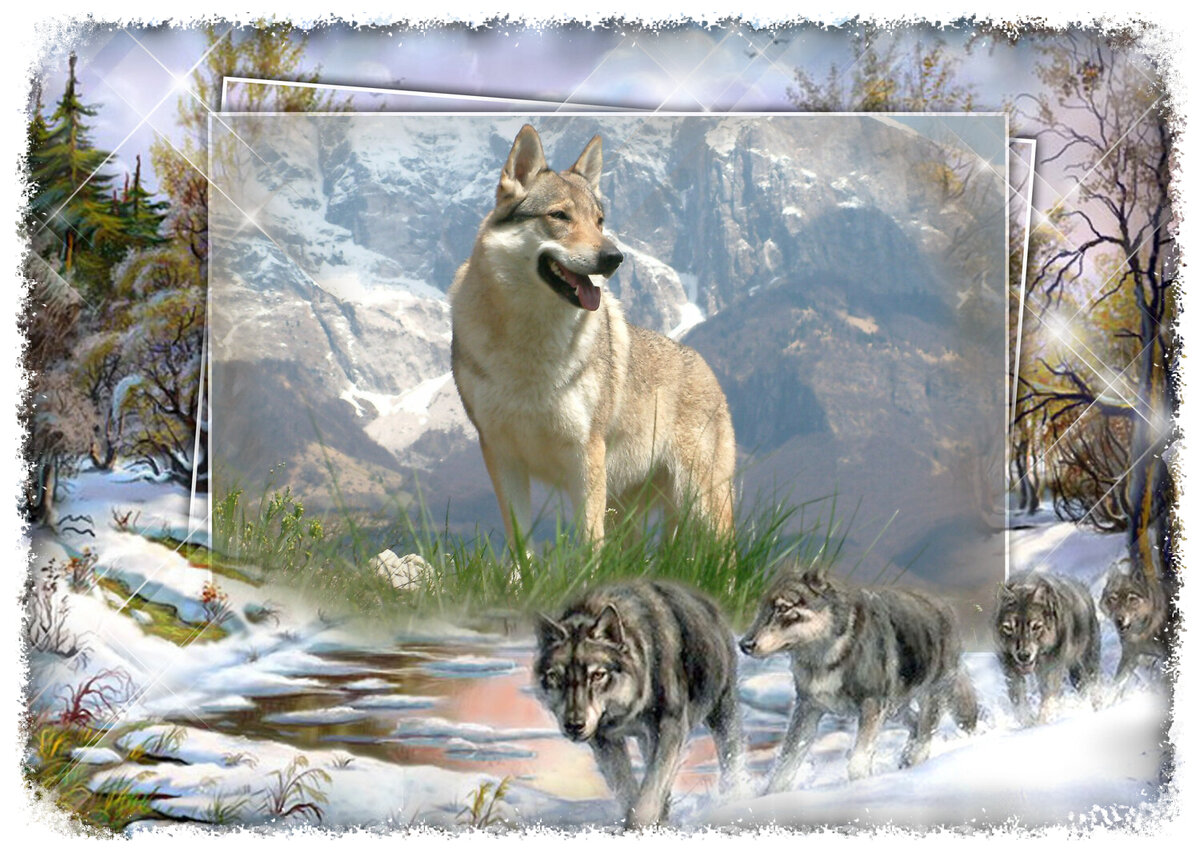 Сила волка в его стае, а сила волкодава - в его преданности своему хозяину