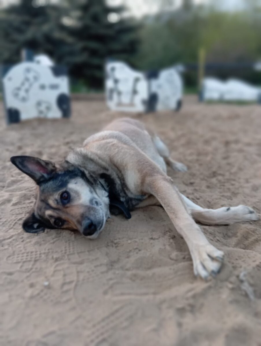 Луша простая такая дворняга. Но это не значит, что её можно бросить одну в большом городе