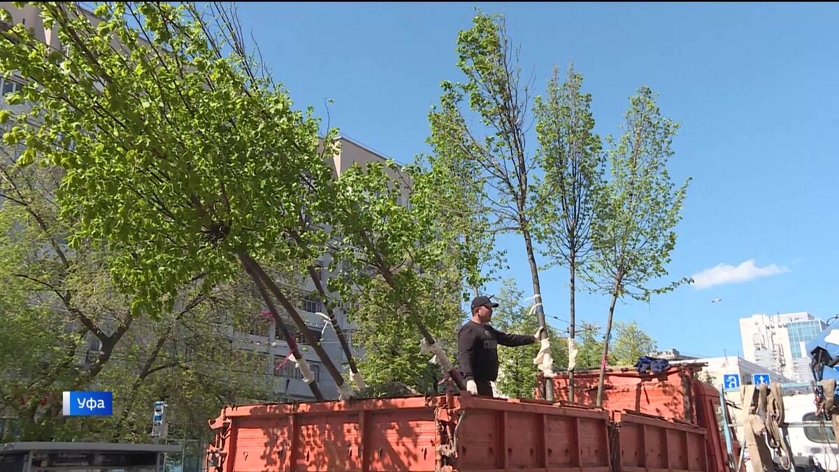   В Уфе на улице Цюрупы продолжается замена старых деревьев на новые