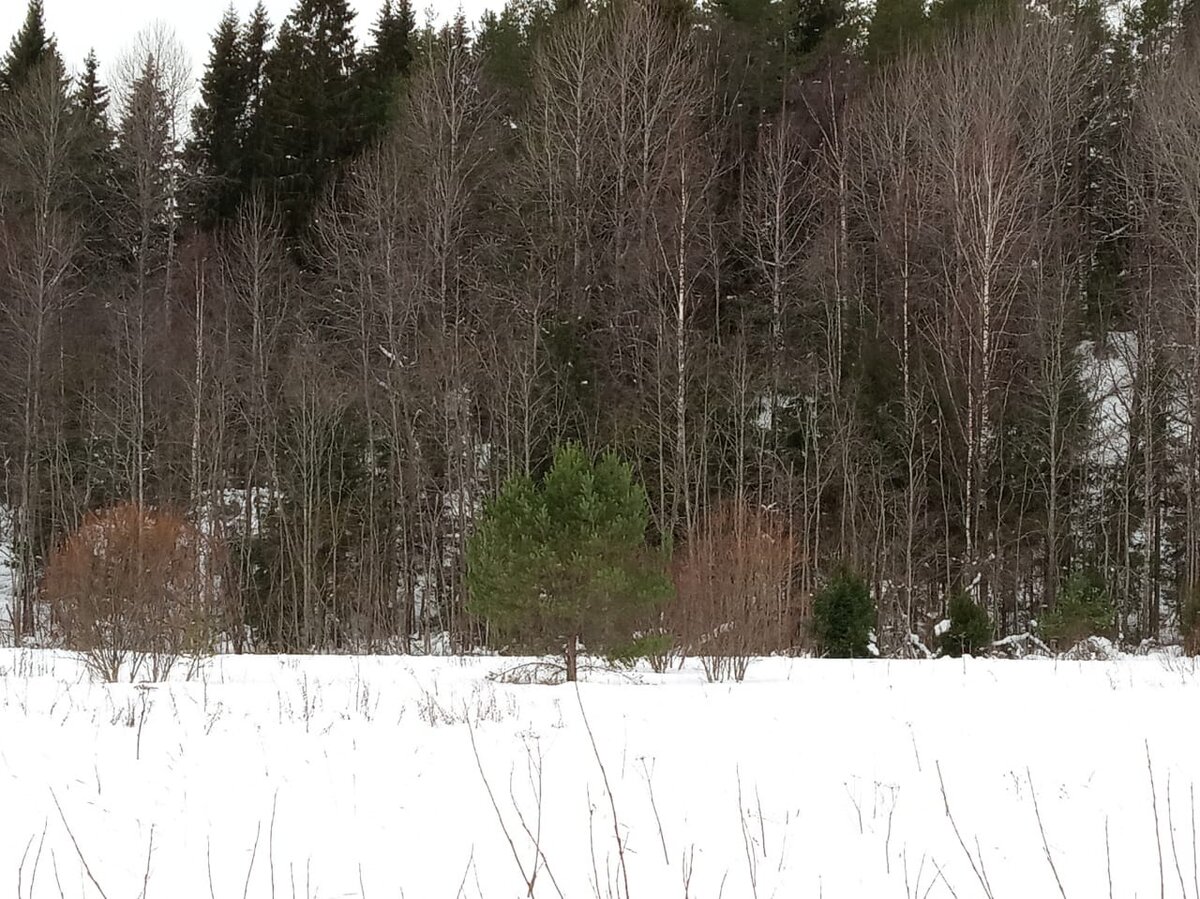 Фотография конечно не передает ее великолепия