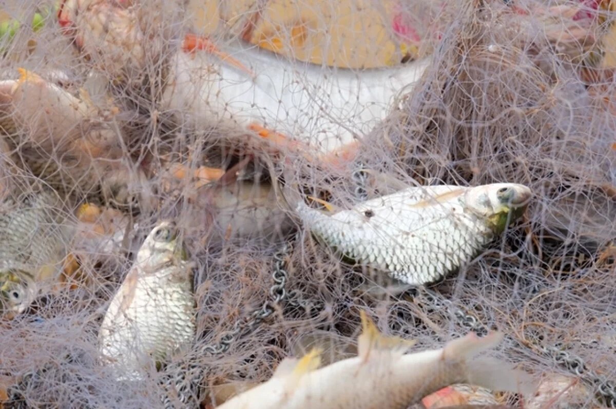    Полмиллиона за рыбку.