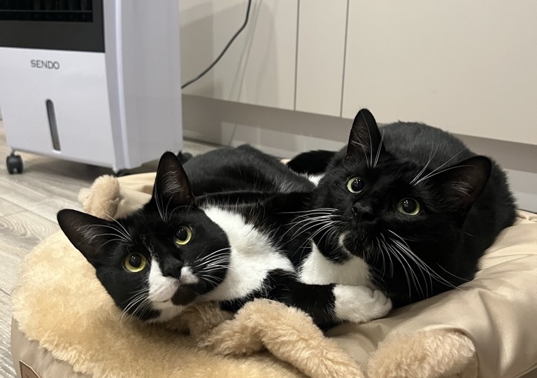 Наш кот обижает кота инвалида.