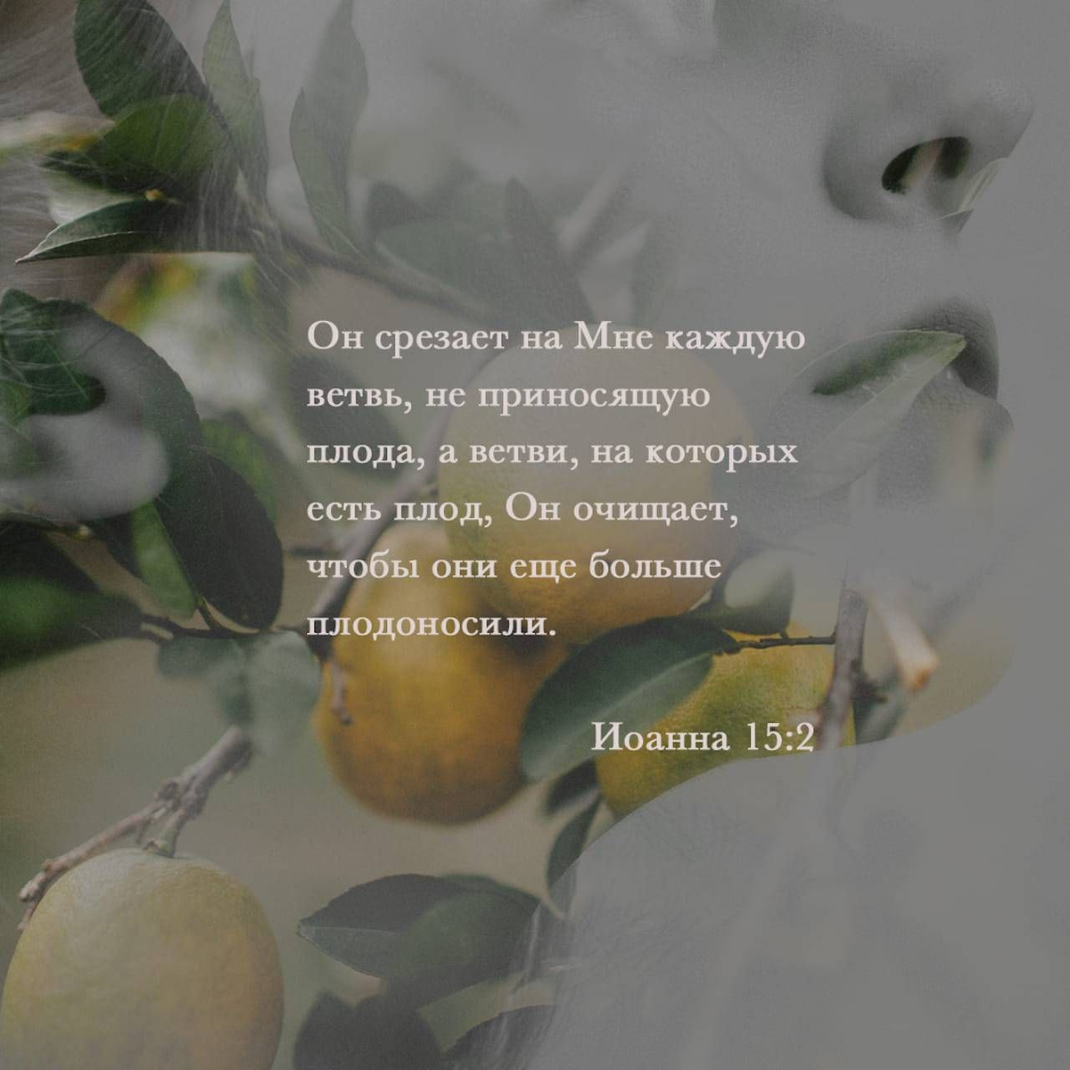 Иоанна 15:2
