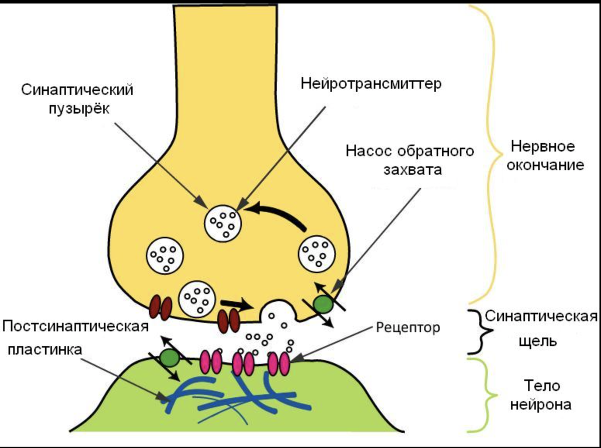 Изображение взято из Википедии.