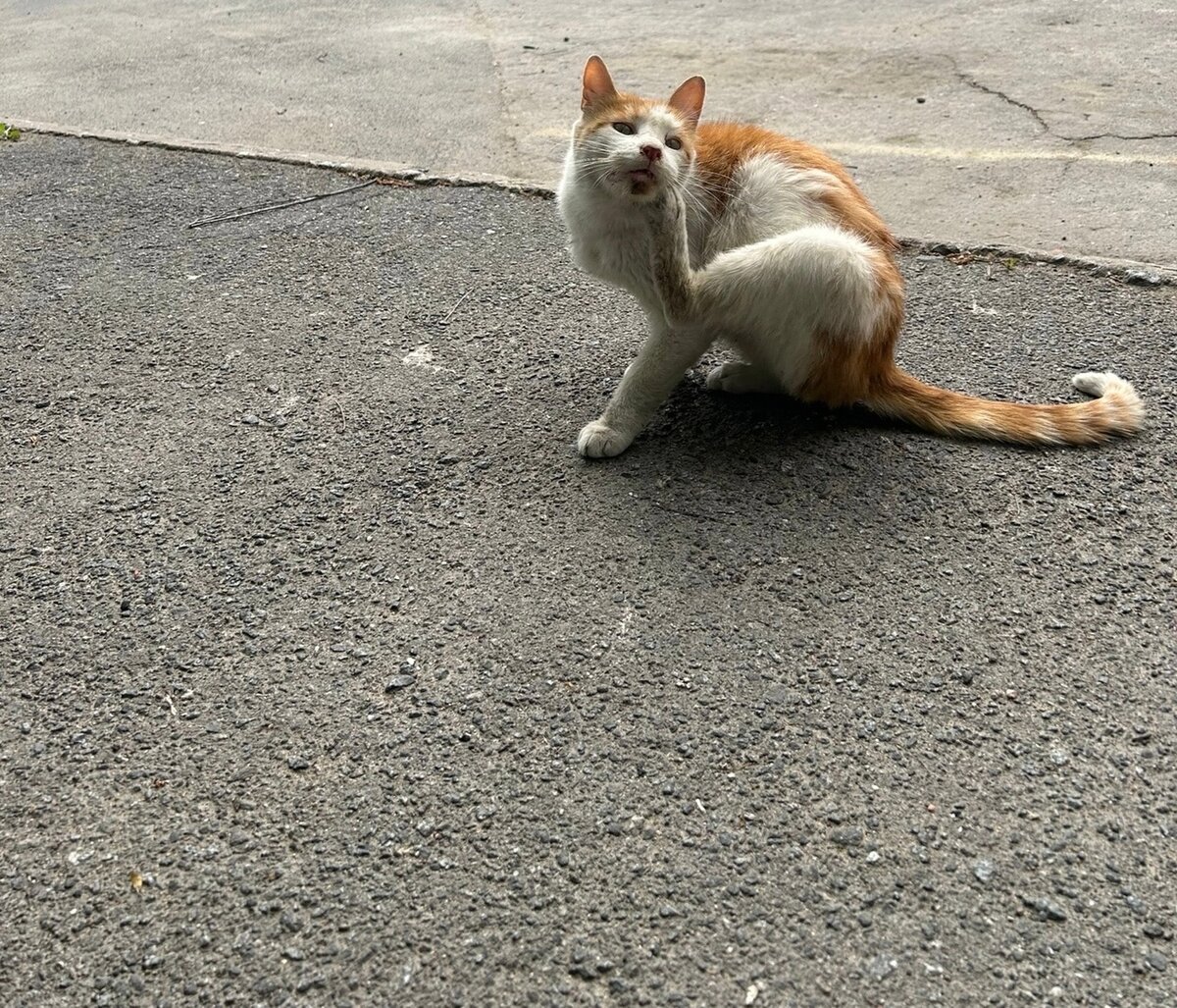 Котя в период уличной жизни