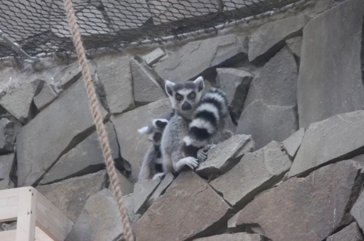    В Калининградский зоопарк прибыла пара кошачьих лемуров