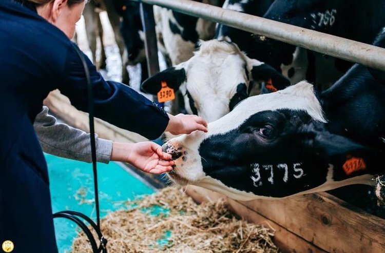    Статус племерепродукторов по разведению КРС голштинской породы присвоен трем предприятиям Чувашии