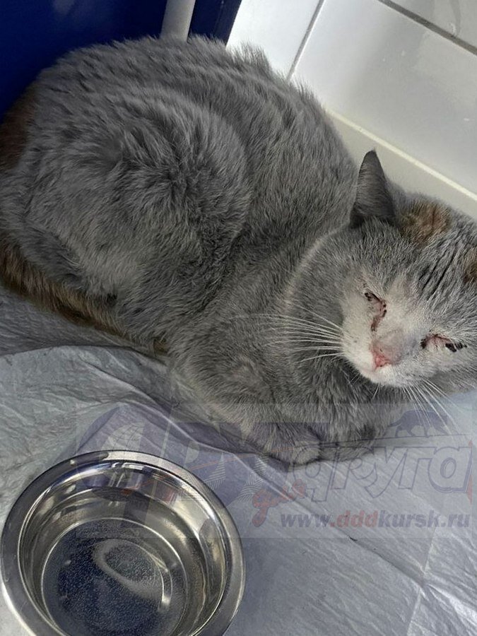    Кот Кусик спас семью, но сам сильно пострадал на пожаре