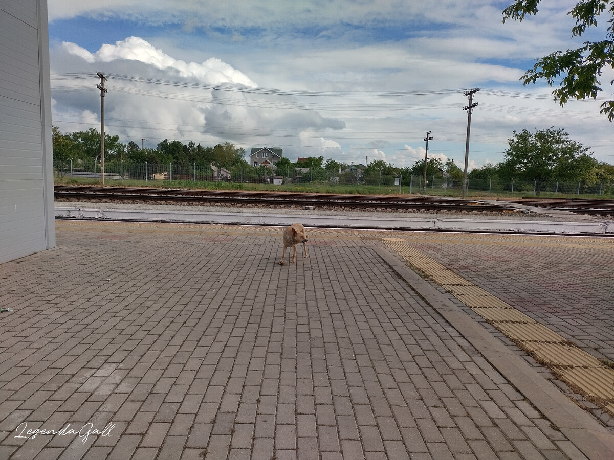 Под лапой кусок, жует с чувством, с толком, с расстановкой