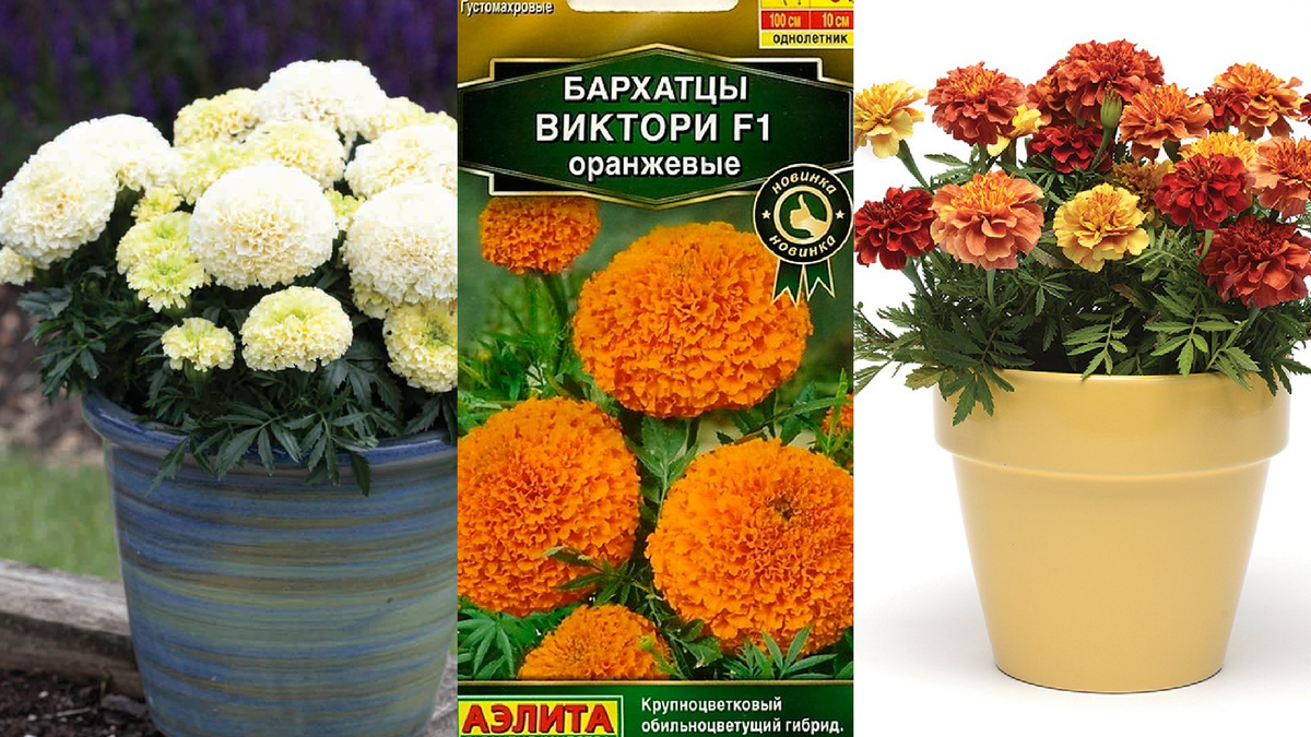 Почему люблю выращивать рассаду бархатцев, хотя к самим цветам ...