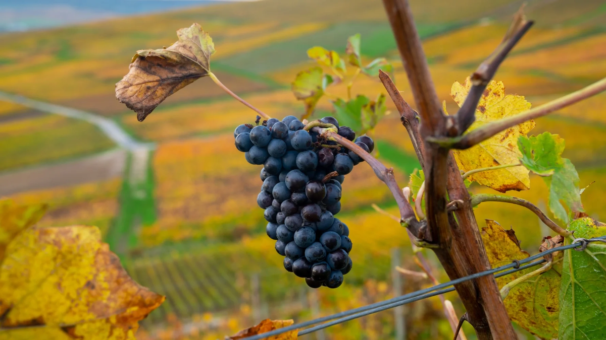 Гроздь Пино Менье. Фото: wine-searcher.com