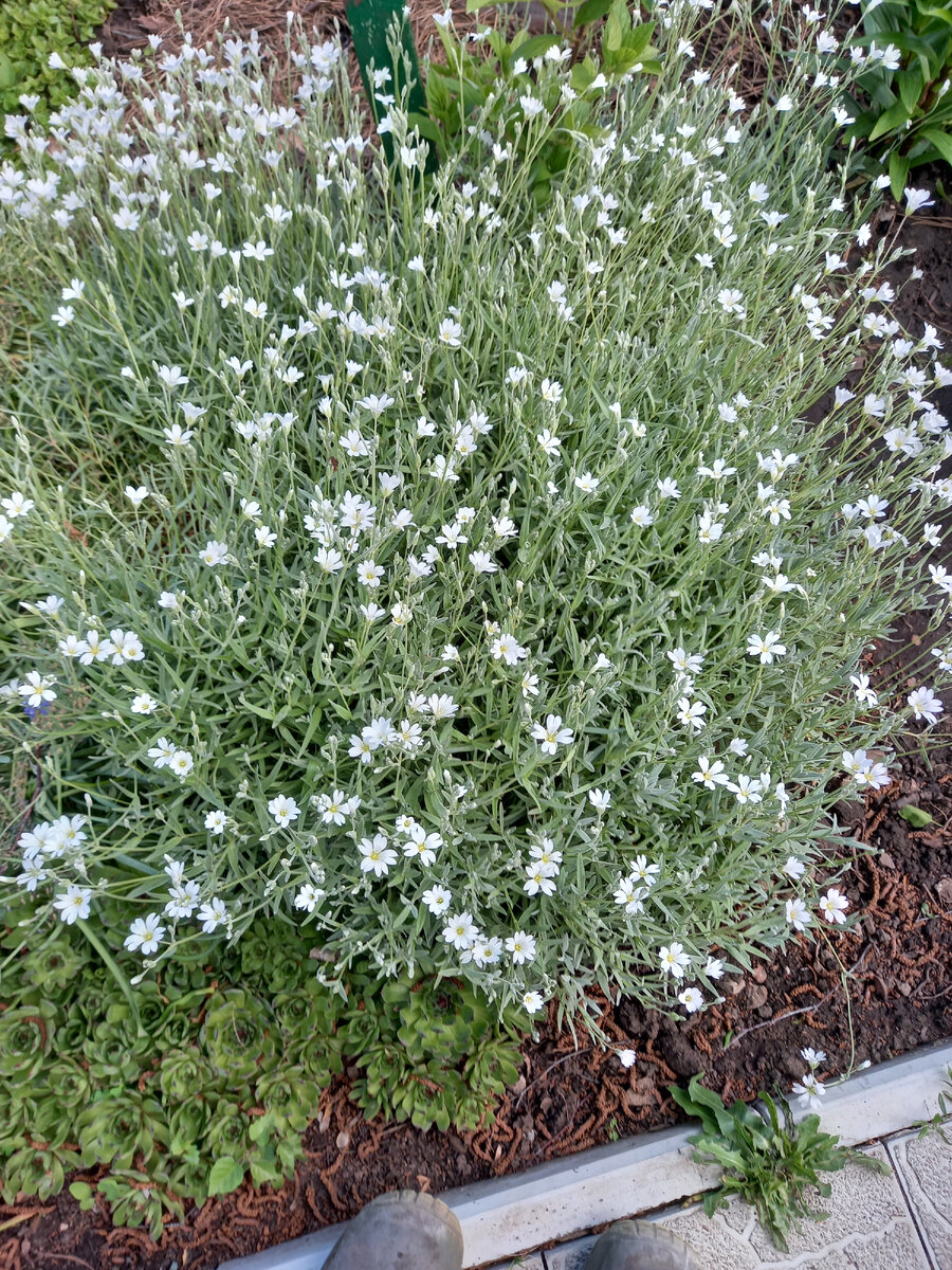 Ясколка у меня на 15 мая - начало цветения. Пока на каждом стебельке раскрылось только по одному цветку.