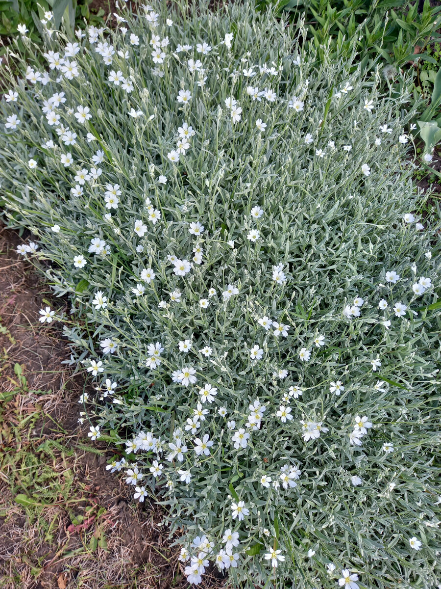 От пырея остались считанные листики, но у них шансов нет.