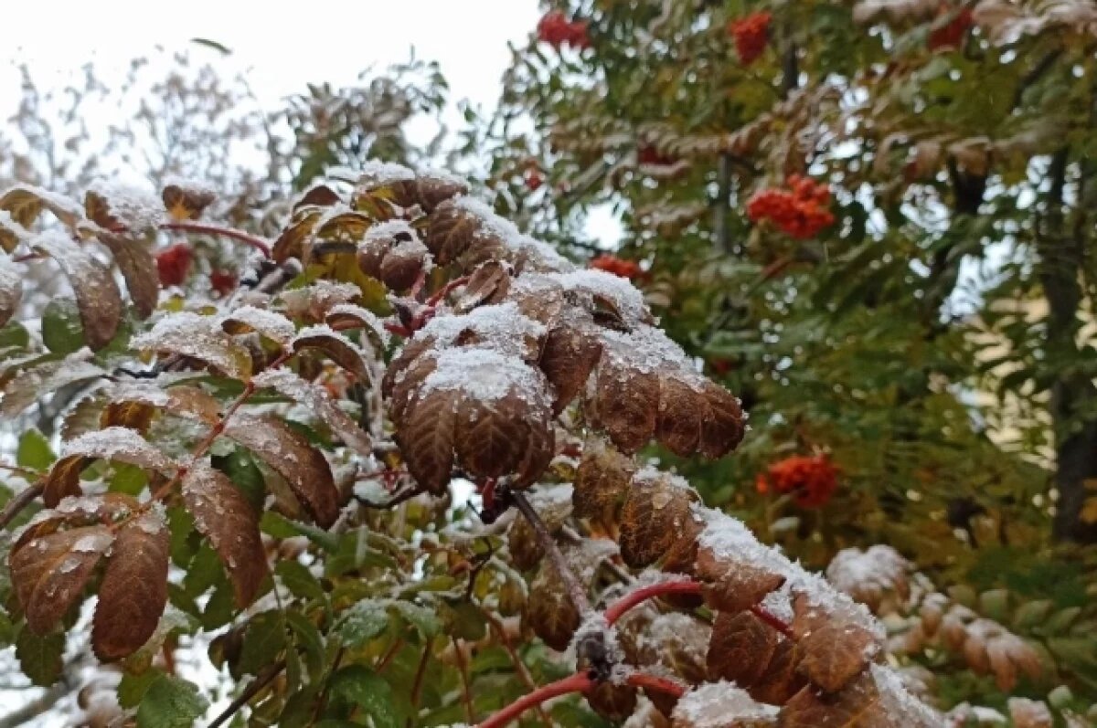    С 16 мая в Пензенской области введут режим ЧС из-за заморозков