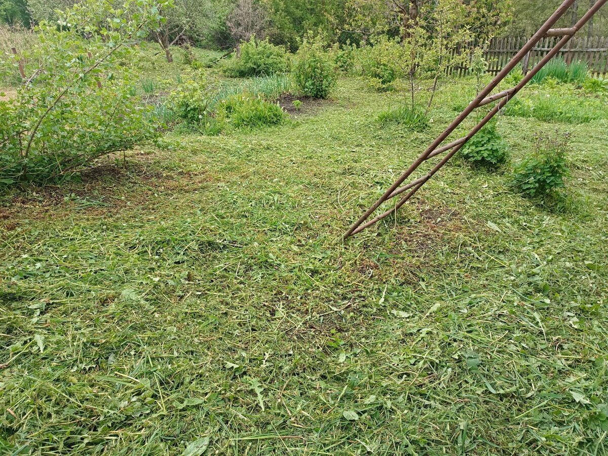 Кошу проволокой, аппарат - зверь, лупит всё подряд, смородине тоже досталось 😃