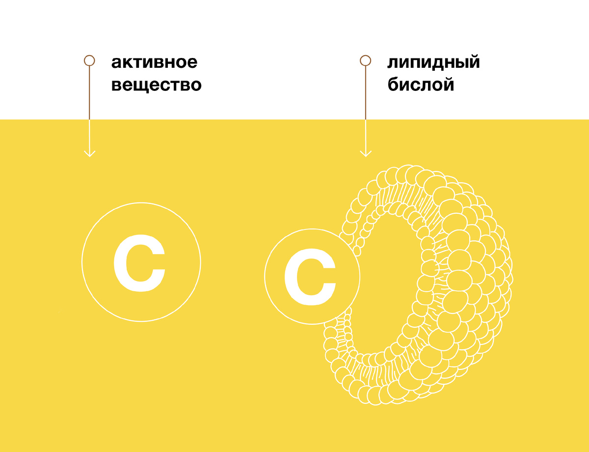 Строение липосомы