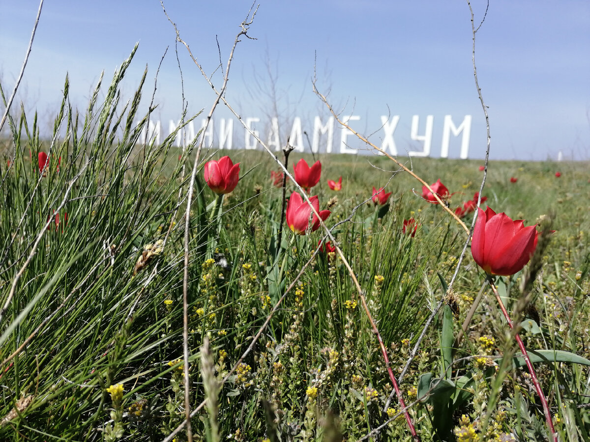 Самая распространенная буддистская мантра в цветущей калмыцкой степи. Фото Светы Давыдовой