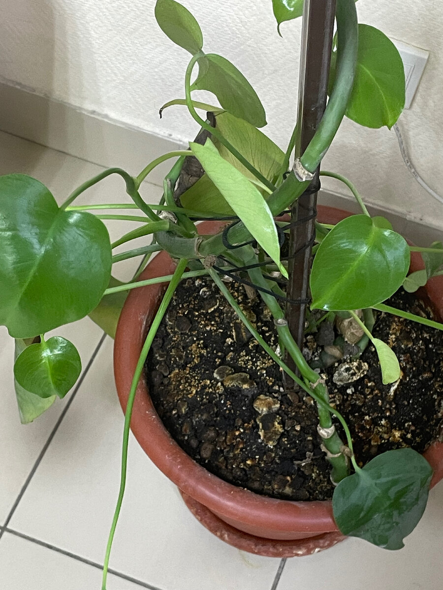 Чувствовала себя как эта монстера в пнд