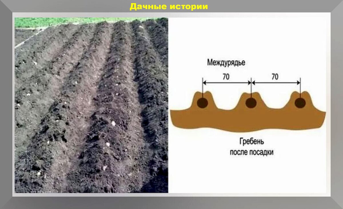 Гребневая посадка картофеля – инструкция по посеву культуры