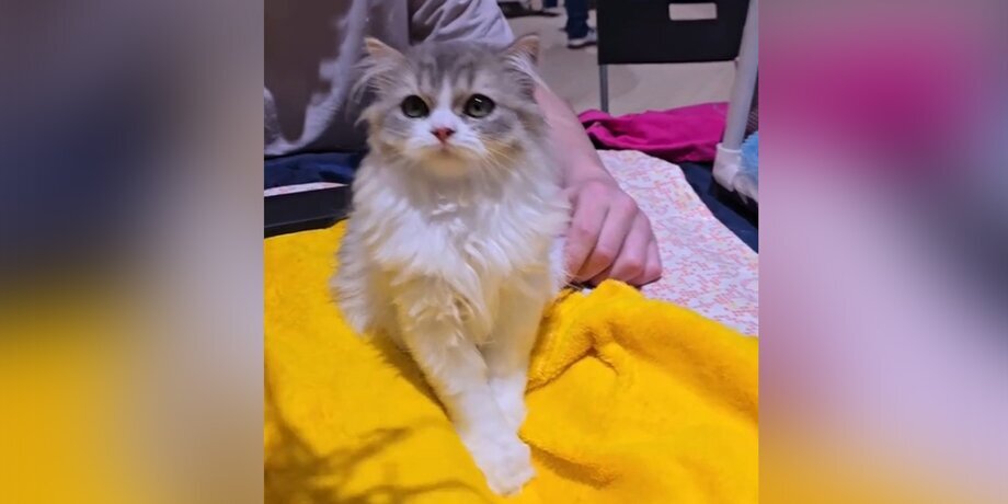 Фото: tiktok.com/krasovskivv 