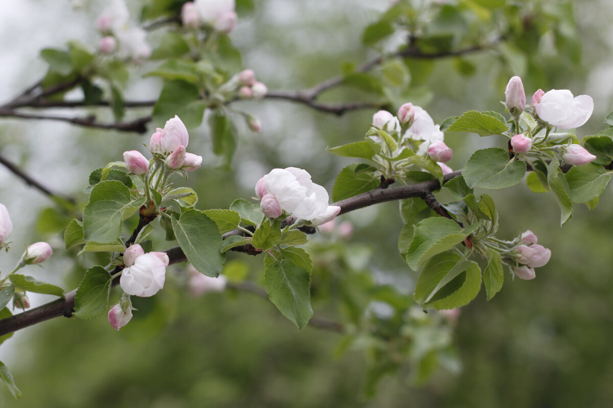 Яблони цветут. Фото автора