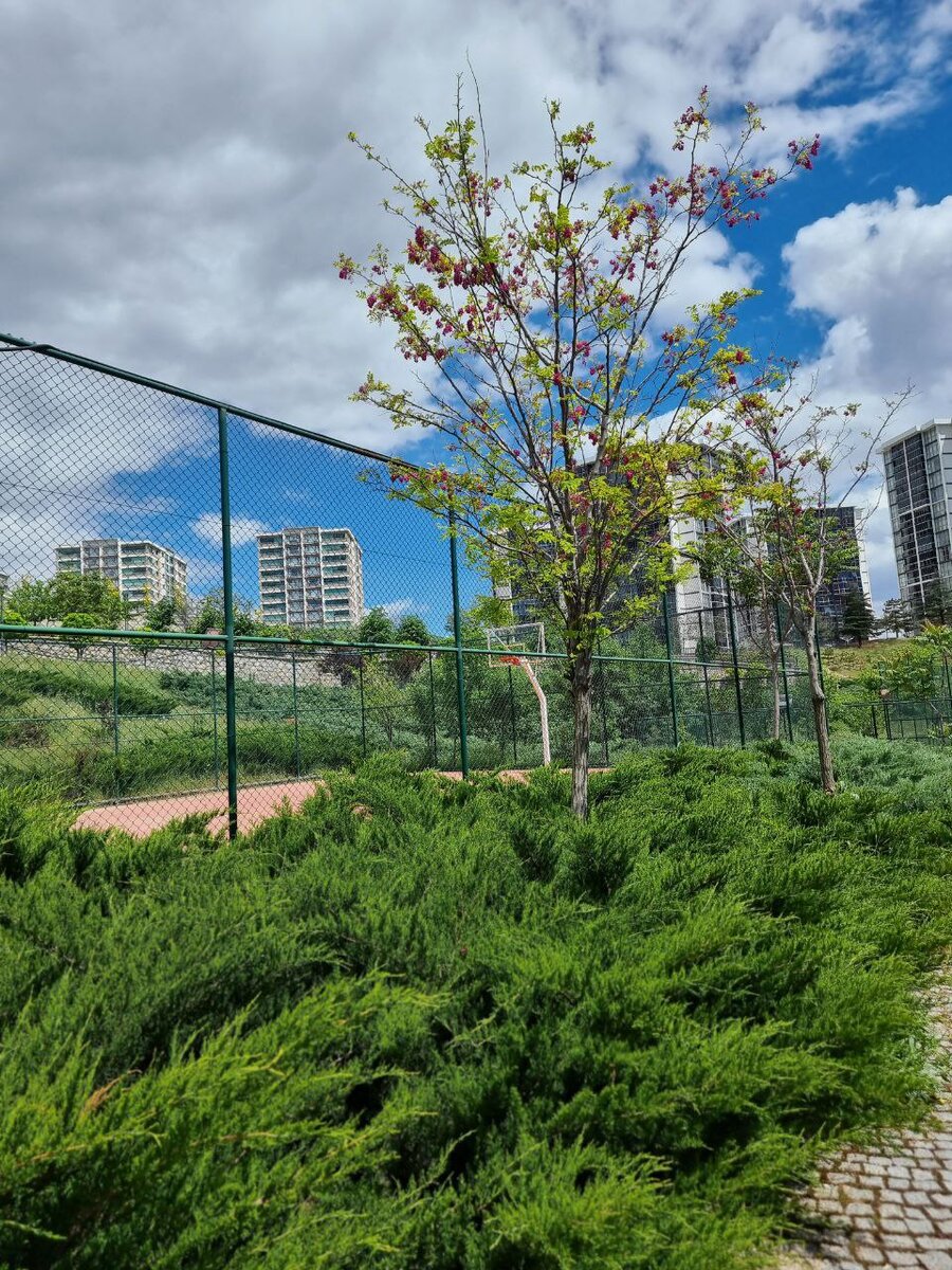 Парк с другой стороны дома в Анкаре