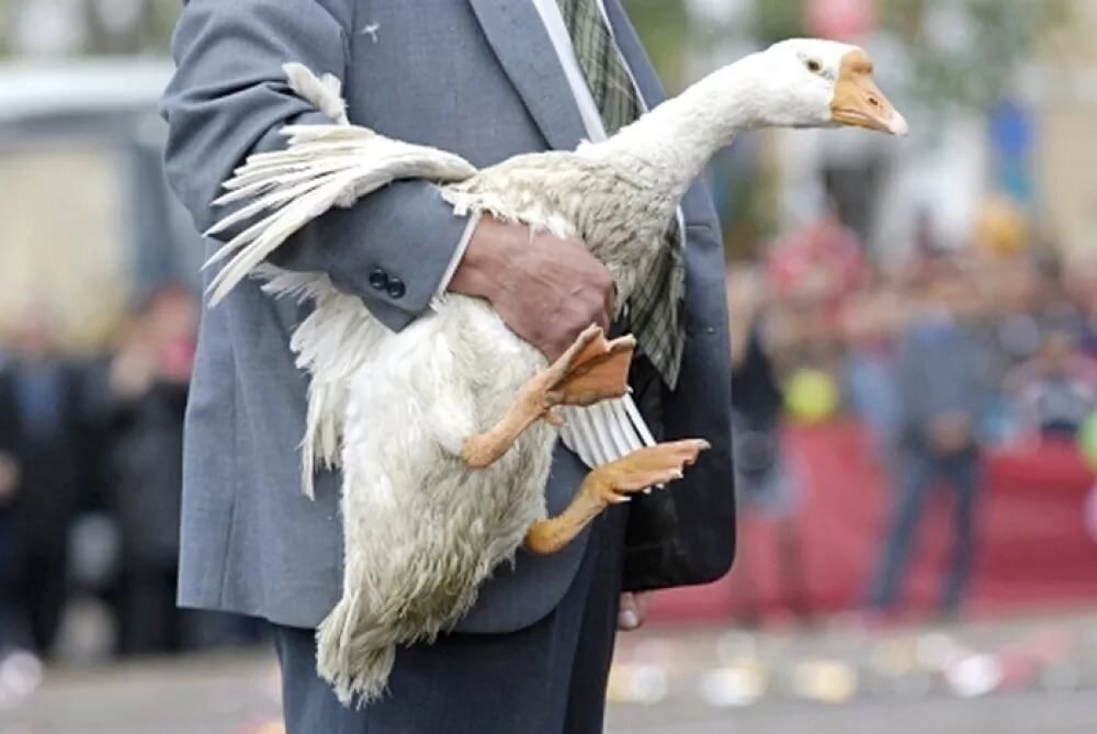 Предприимчивый Гога