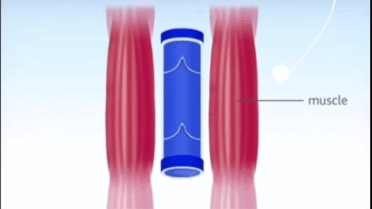 Это мышцы за счет своей работы проталкивают жидкость (в данном случае - кровь по вене)