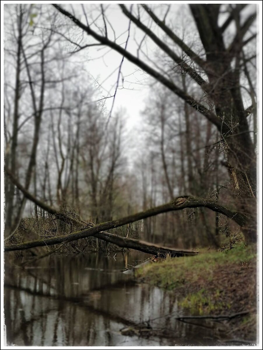 Лесная речка недалеко от моей дачи. Фото 2020 года.