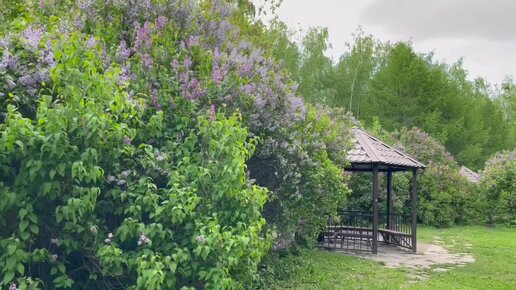 Вечерняя прогулка в парке у пруда. Релакс. Увидели маленьких утят.