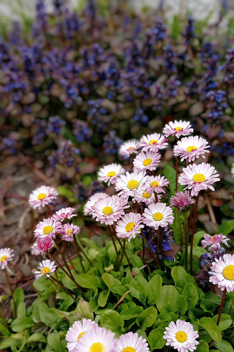 Маргаритки и живучка